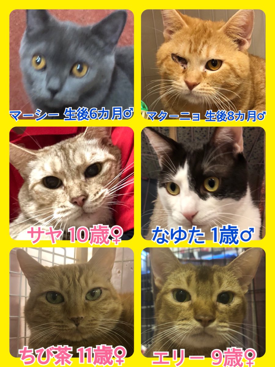 🐾今日の里親様募集中ニャンコ🐱メンバーです🐾2019,11,17